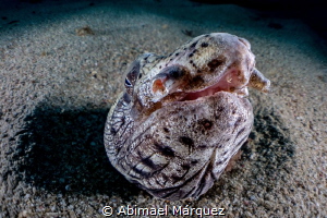 Snake Eel,a sweet smile. by Abimael Márquez 